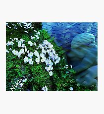 Sea Angel Photographic Print