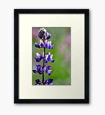 Arroyo Lupine Framed Print