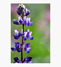 Arroyo Lupine Photographic Print