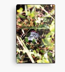 Hidden Treasure... Metal Print