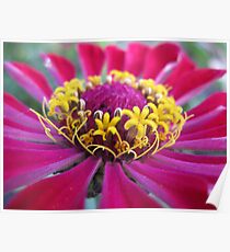 Flowers within a Flower - macro Poster