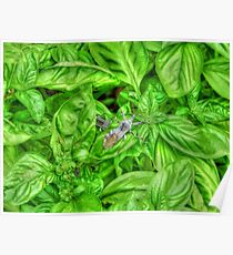 Bugs and Basil Poster