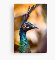 Peacock portrait 1 Metal Print