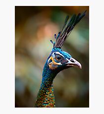 Peacock Portrait 3 Photographic Print