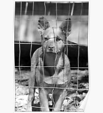 Little Gracie Poster