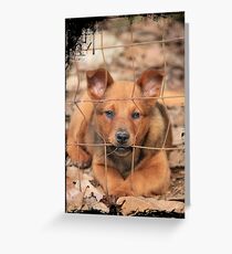 Gracie Greeting Card