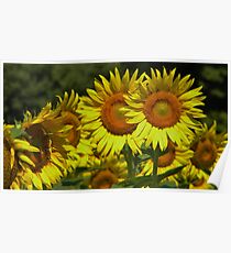 Sunflowers Poster