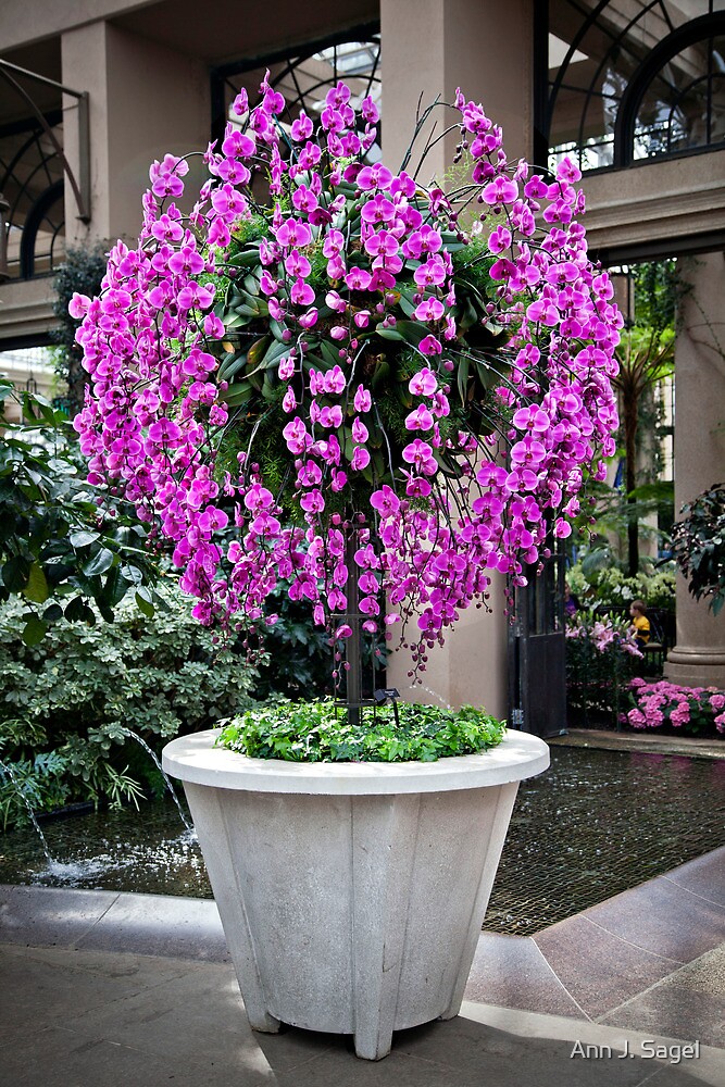 "Orchid Tree" by Ann J. Sagel Redbubble