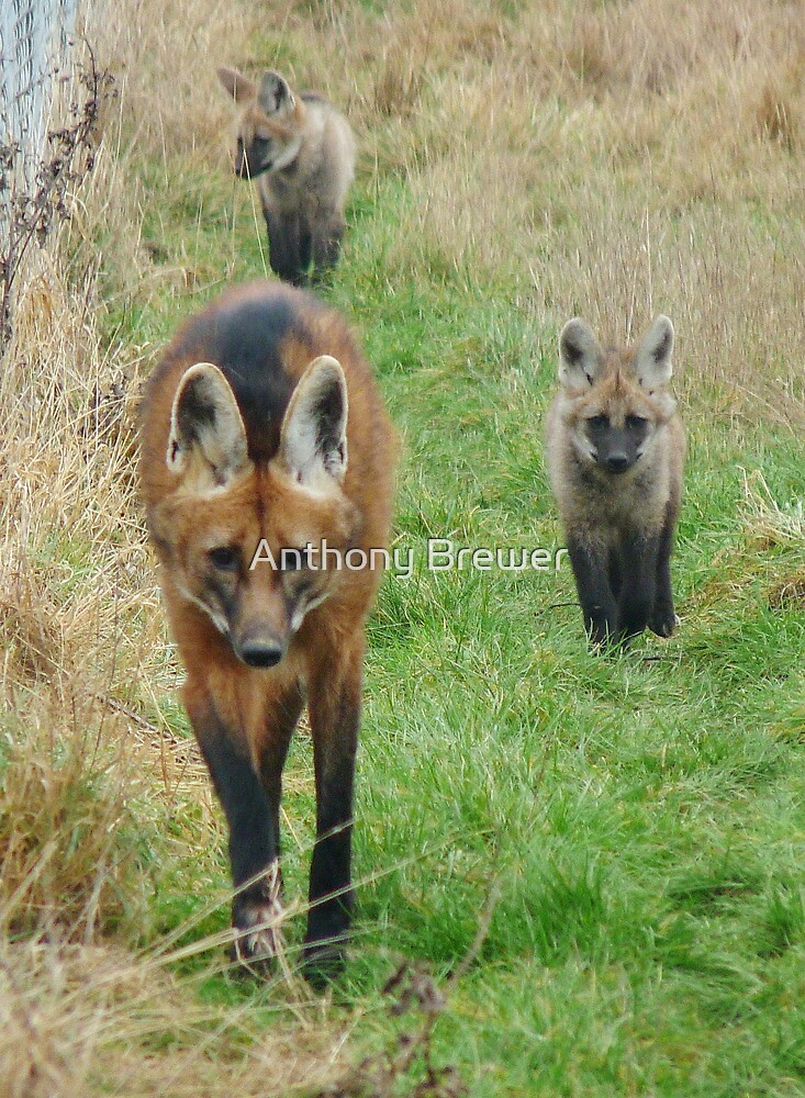 maned wolf maned wolf