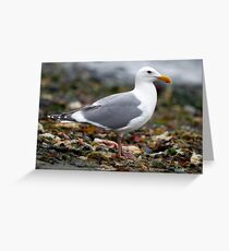 Gull On the Beach (KeyPort WA) Greeting Card