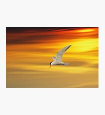 Fliegende Seeschwalbe Photographic Print