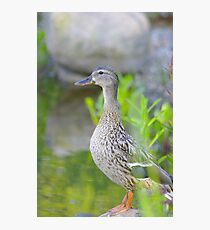 Ente Photographic Print