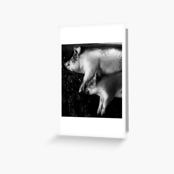 pigs at rest Greeting Card