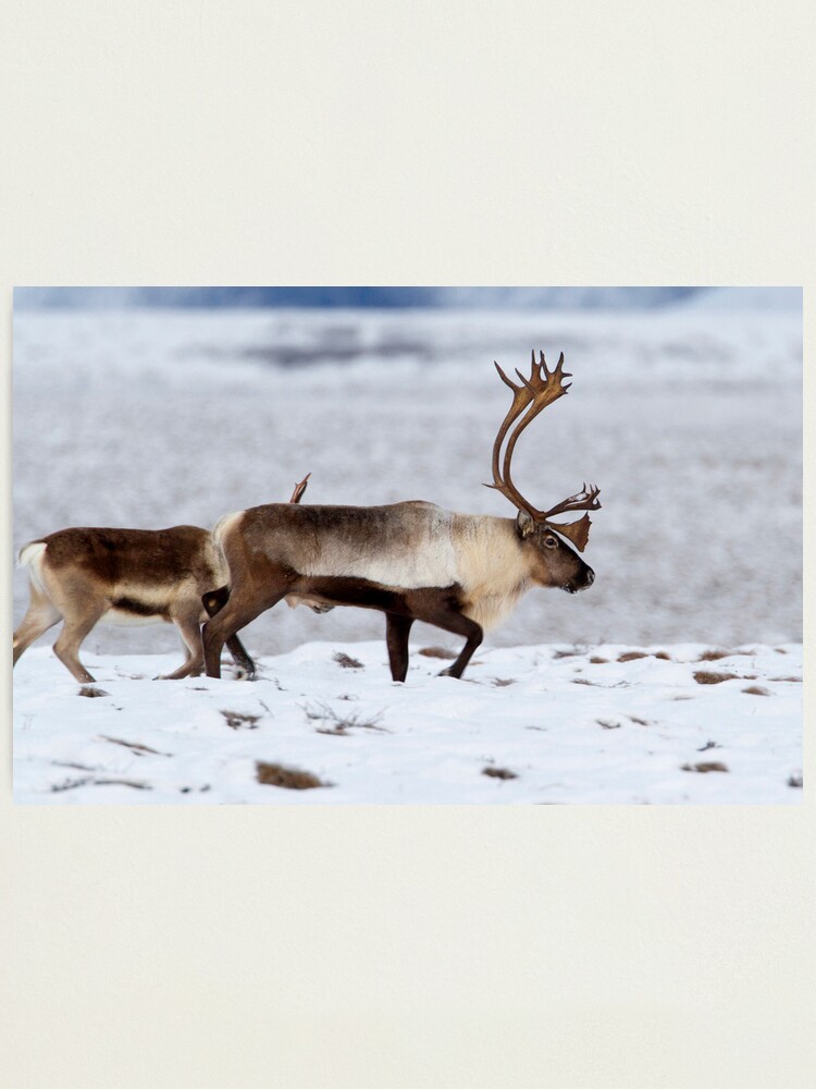 Alternate view of Caribou Migration Photographic Print