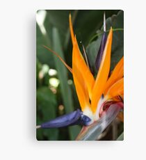 Lienzo Bird of Paradise