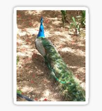 Peacock Beauty Sticker