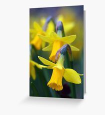Daffodil Greeting Card