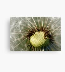Painted Dandelion Clock Canvas Print