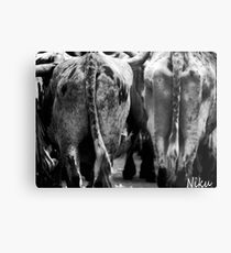 Farm Animal_ cow's behind. Metal Print