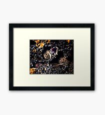 Sea Urchins Framed Print