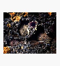Sea Urchins Photographic Print