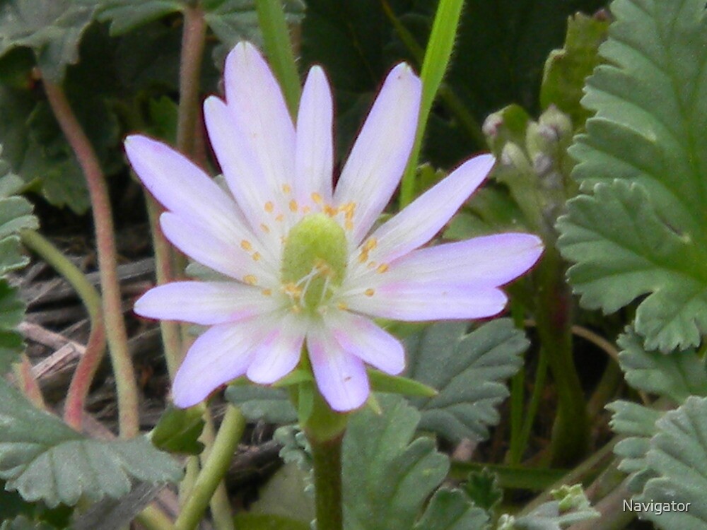 "A Delicate Windflower Texas' TenPetal Anemone" by Navigator Redbubble