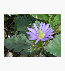 Brilliant Purple Ten-Petal Anemone, or Windflower Photographic Print