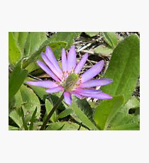 The Bright Windflower Photographic Print