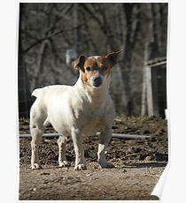 Póster Woof Woof