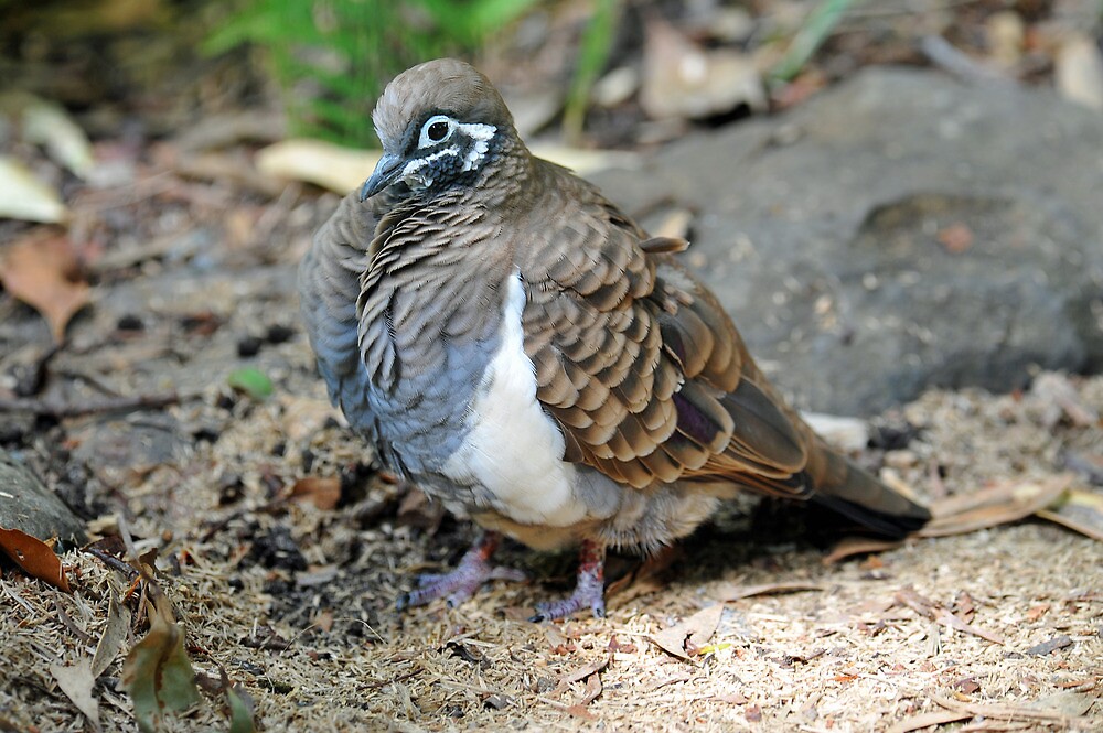 "Squatter Pigeon. Queensland, Australia. (Endangered Species)" by Ralph