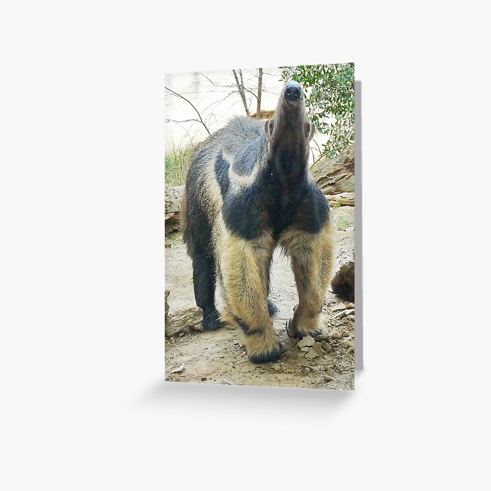 Nose of the anteater Greeting Card