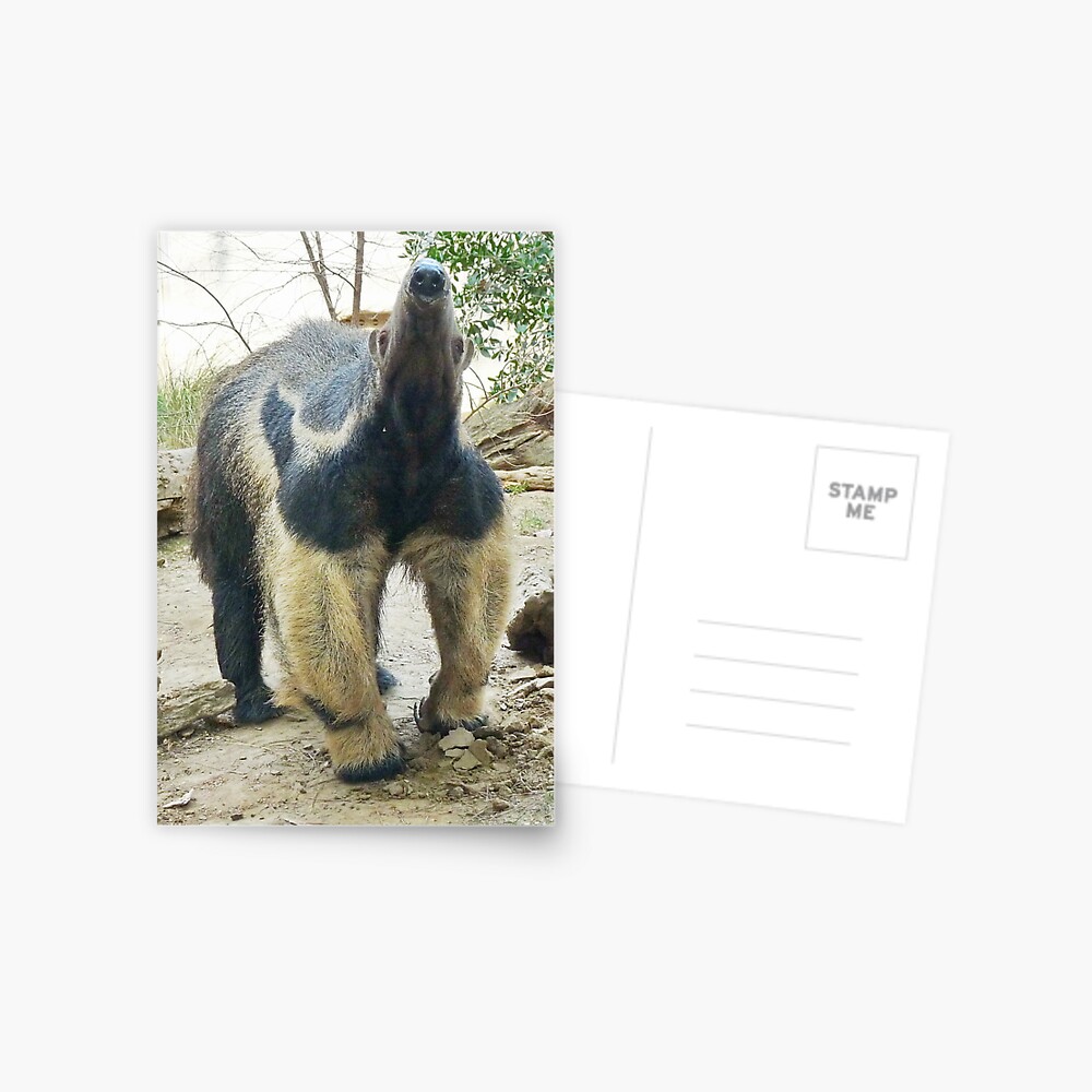 Nose of the anteater Postcard