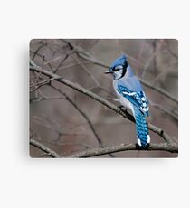 Blue Jay Impression sur toile