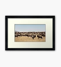 Wildebeest Migration, Maasai Mara, Kenya Framed Print