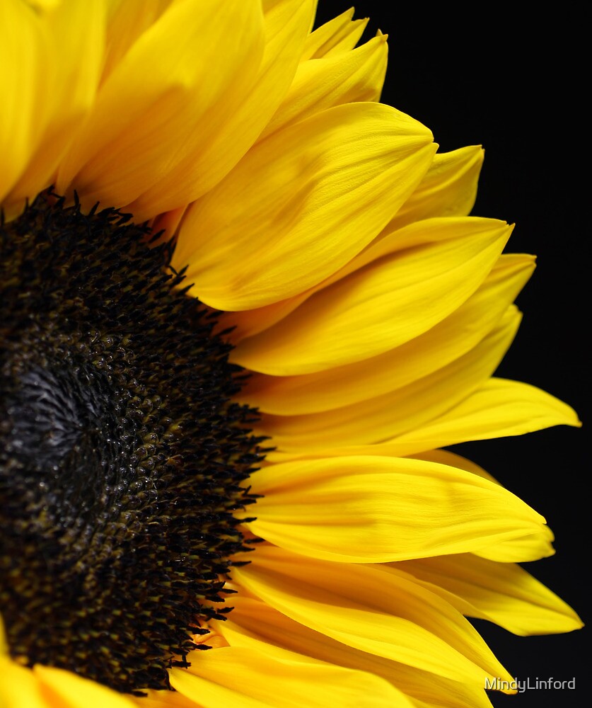 "Sunflower on Black Background" by MindyLinford | Redbubble