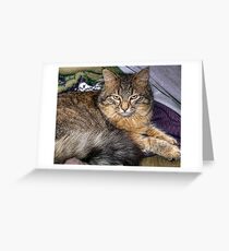 my boy tiny maine coon Greeting Card