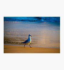 Morning Stroll Photographic Print
