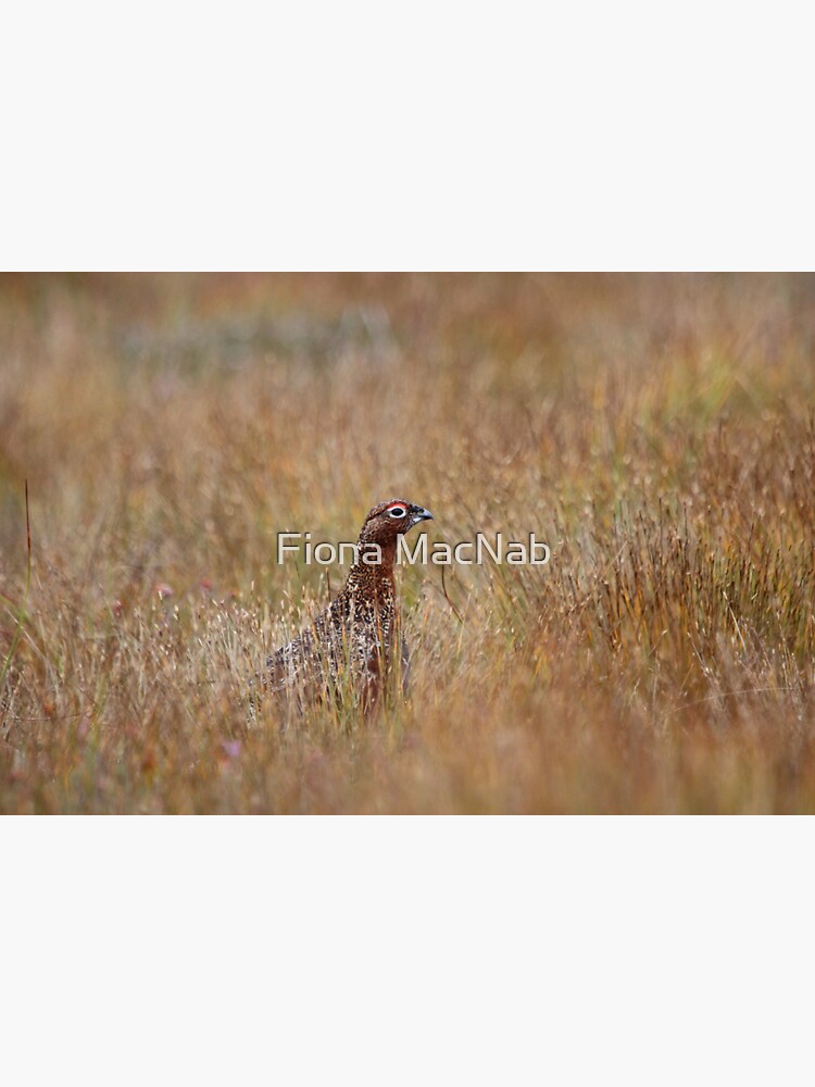 Red grouse by orcadia