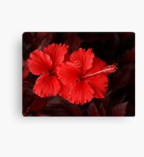 Hibiscus Flowers Canvas Print