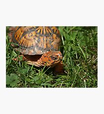 Box Turtle Photographic Print