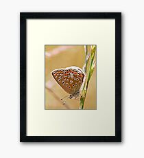 Brown Argus Framed Print