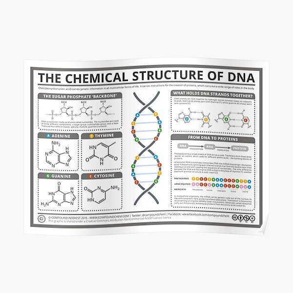 The Chemical Structure of DNA Poster