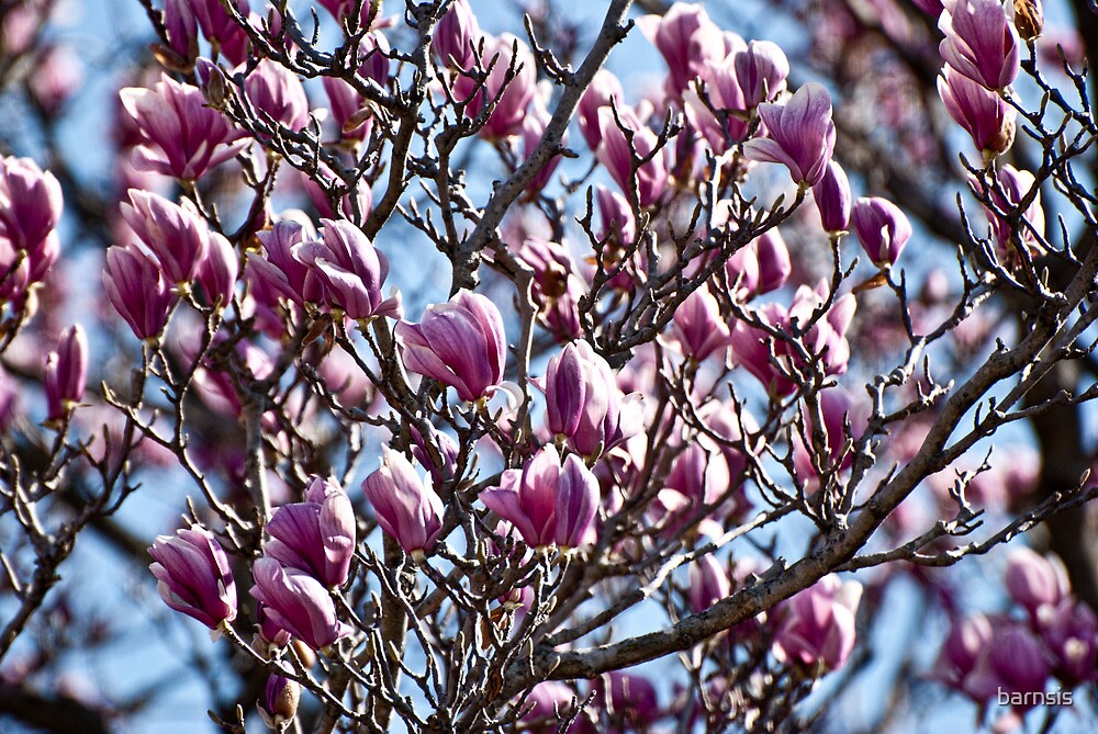 "The Tulip Magnolia Tree" by barnsis | Redbubble