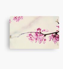 blossoms Canvas Print