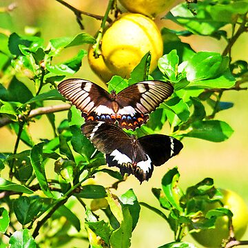 Artwork thumbnail, Orchard Swallowtail Butterflys on the wing by RICHARDW