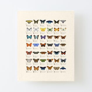 Canvas Mounted Print