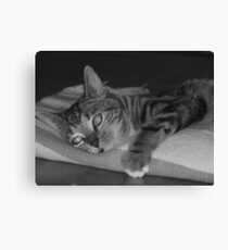 Playful Canvas Print