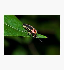 Lighting Bug Photographic Print
