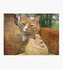 Spring Time Cat Photographic Print