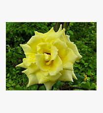 Yellow Rose Wild Photographic Print